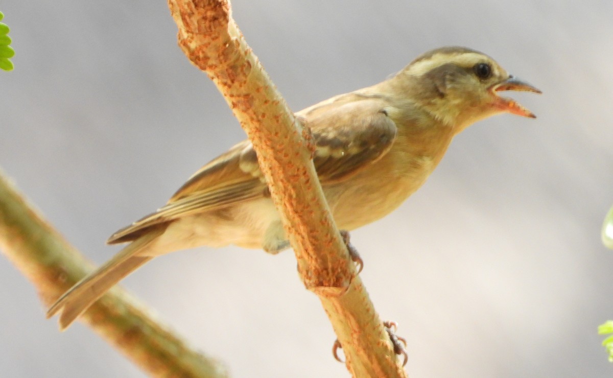 Yellow-throated Bush Sparrow - ML611623194