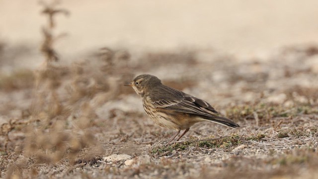 American Pipit (rubescens Group) - ML611623282