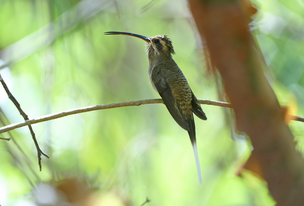 Мексиканский колибри-отшельник (griseoventer) - ML611623842