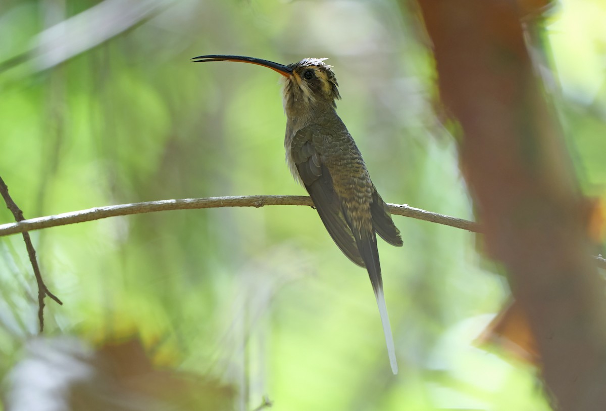 kolibřík západomexický (ssp. griseoventer) - ML611623844