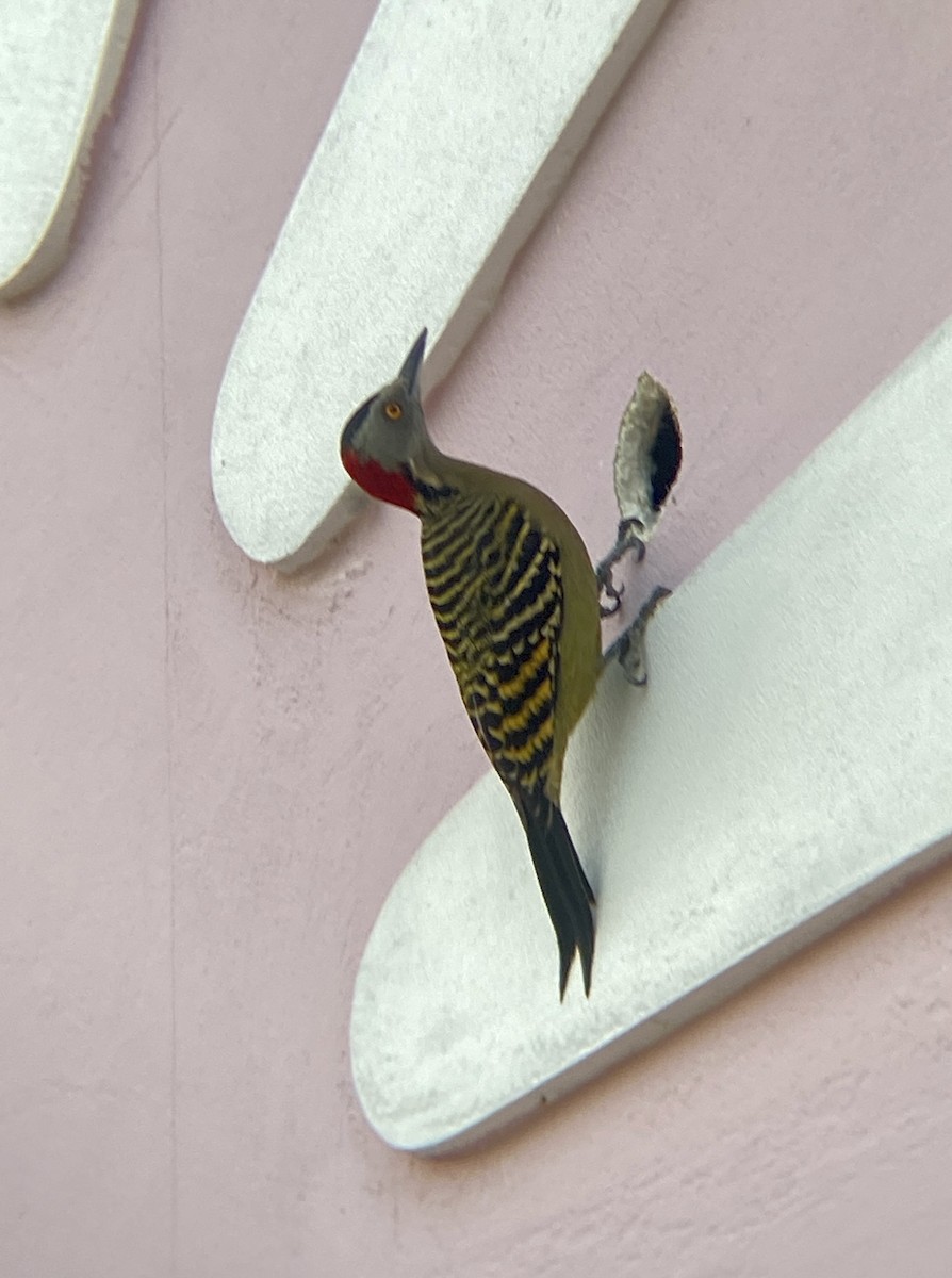 Hispaniolan Woodpecker - ML611624396