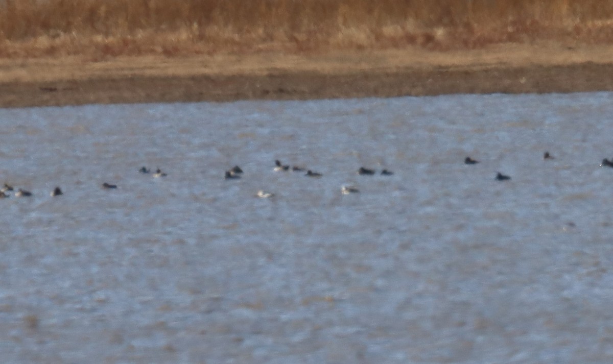 Long-tailed Duck - ML611624463