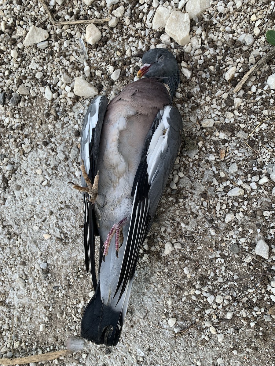 Common Wood-Pigeon - ML611624995