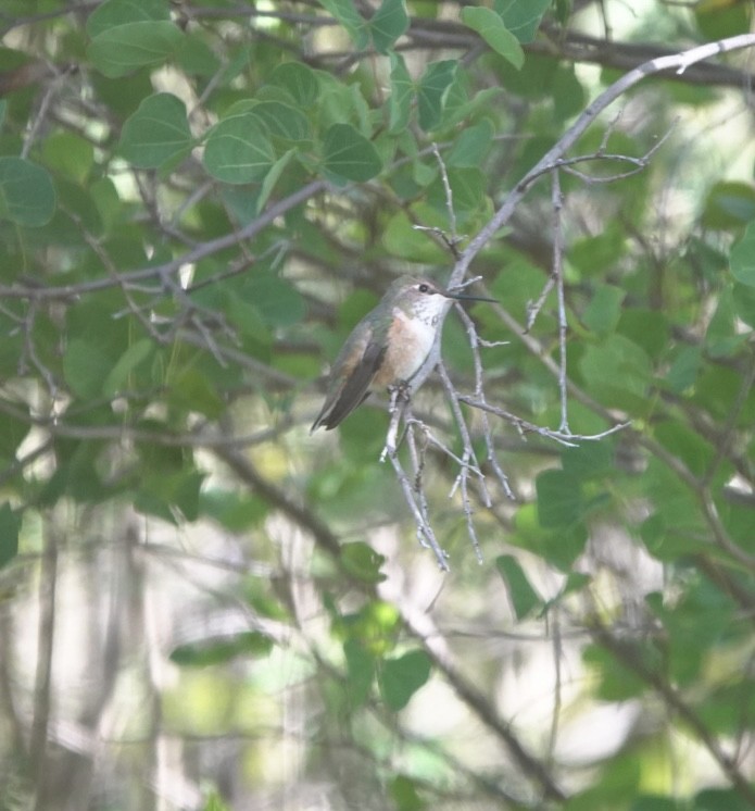 Rufous Hummingbird - ML611625196