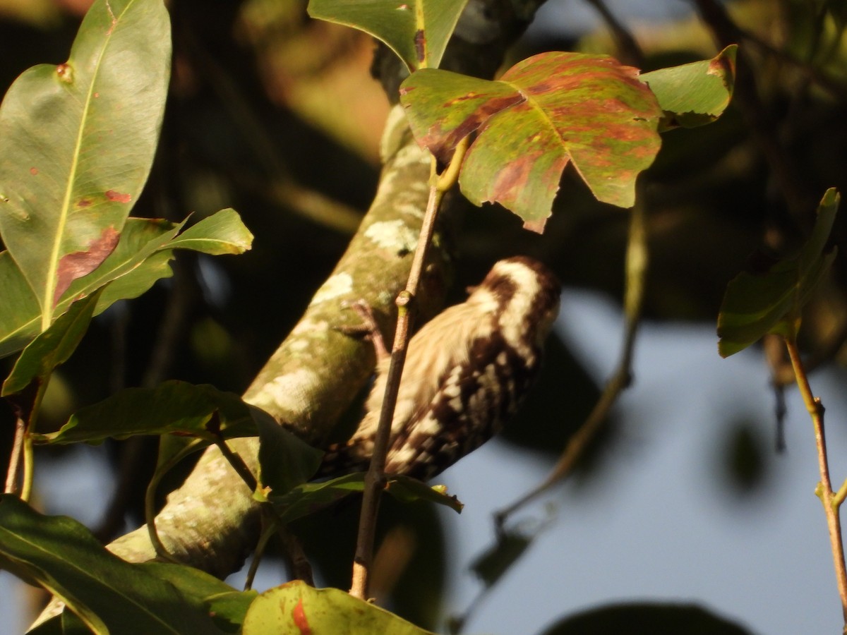 Brown-capped Pygmy Woodpecker - ML611625545