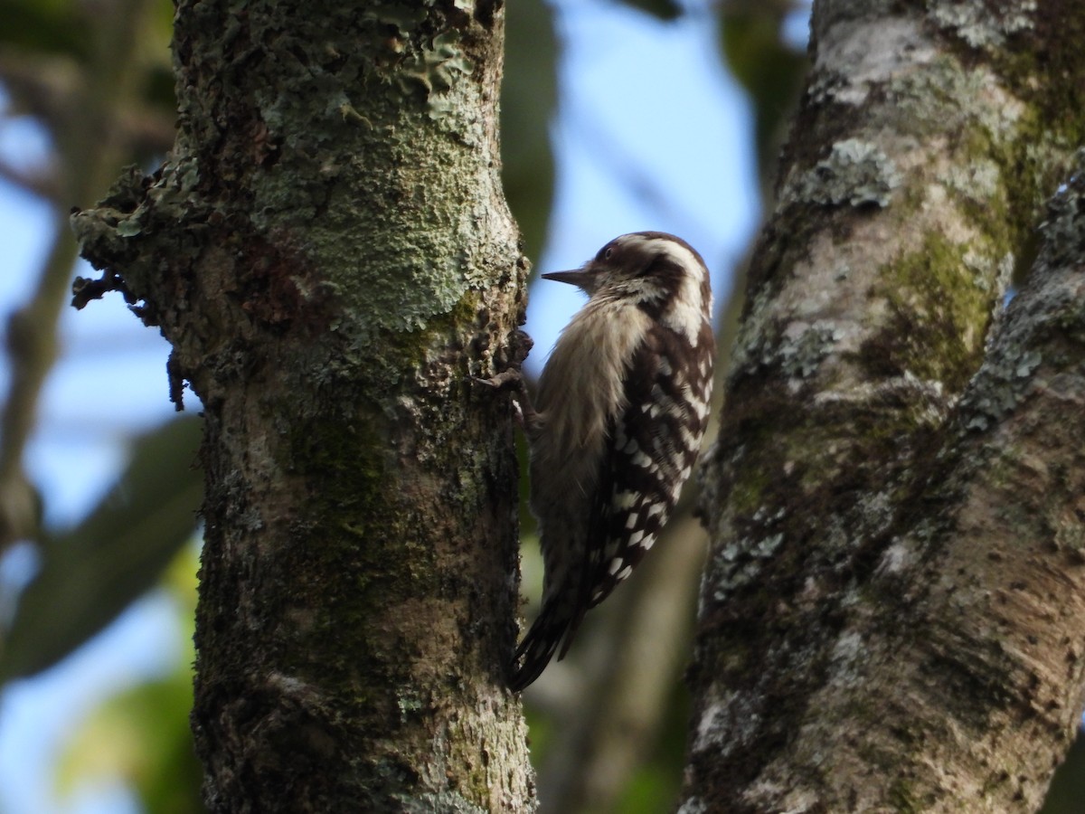 Brown-capped Pygmy Woodpecker - ML611625546