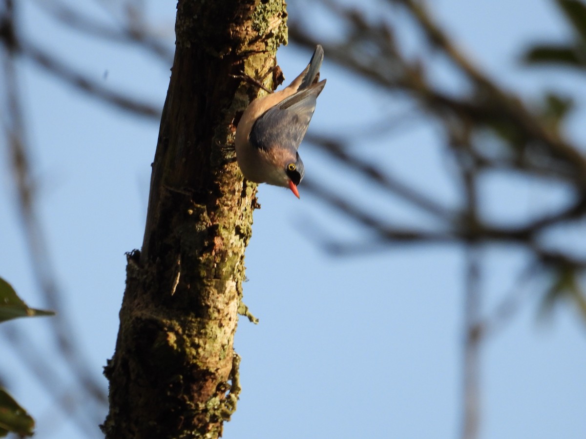 Velvet-fronted Nuthatch - ML611625569
