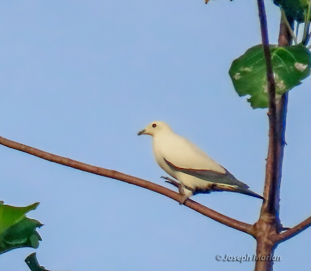 Pied Imperial-Pigeon - ML611625927