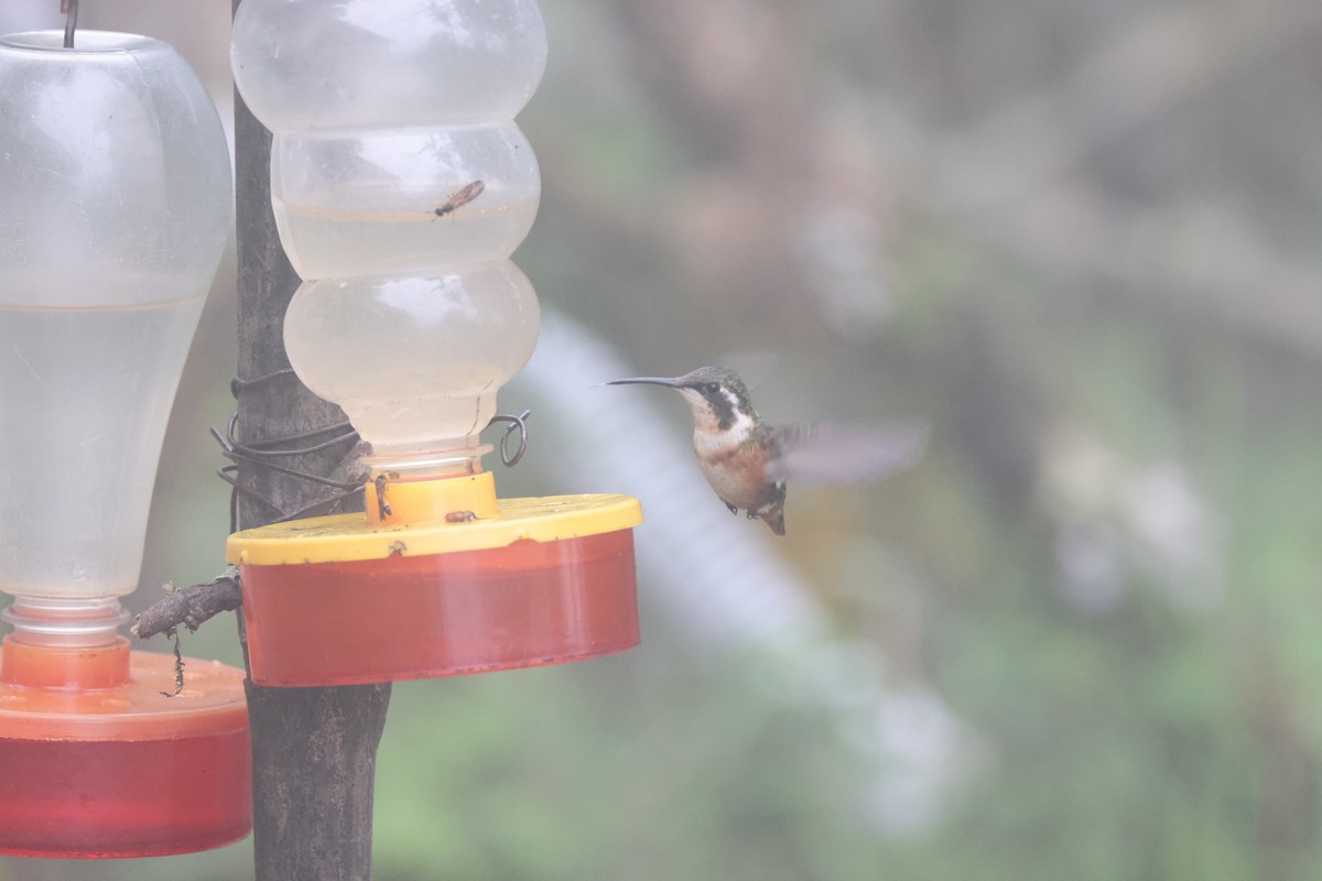 Colibrí de Mulsant - ML611625960