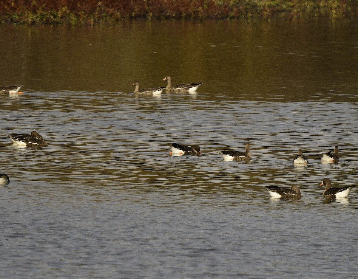 Greater White-fronted Goose - ML611626003