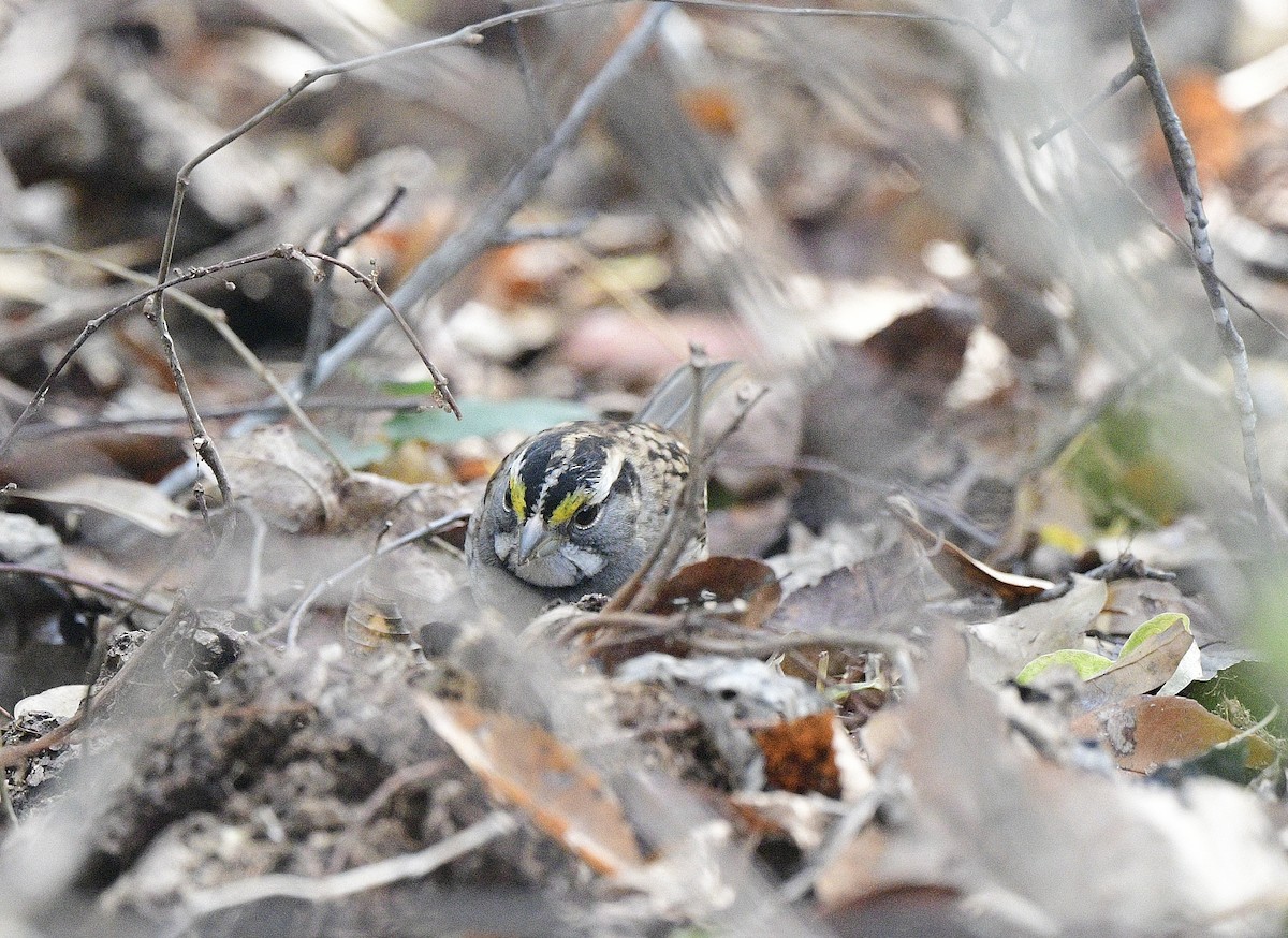 White-throated Sparrow - ML611626056