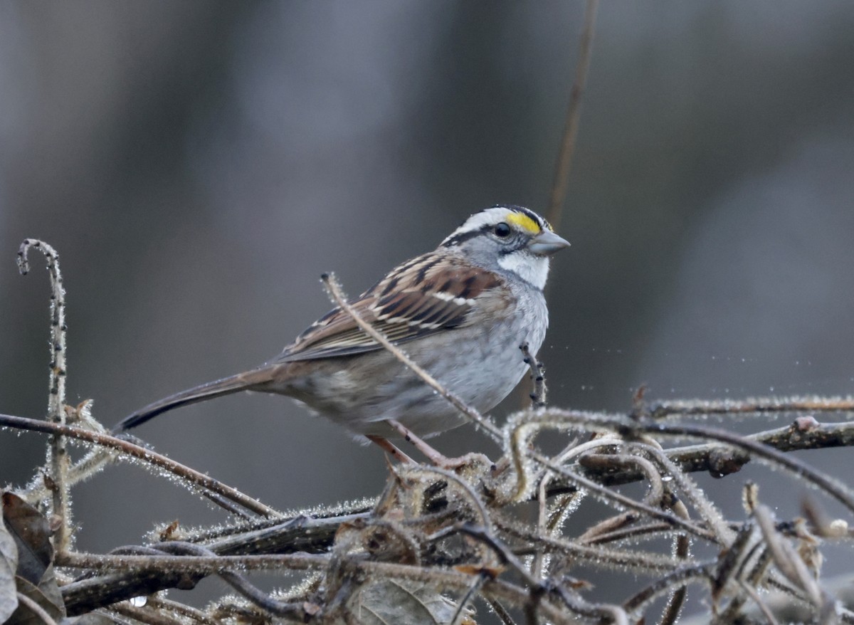 White-throated Sparrow - ML611626135