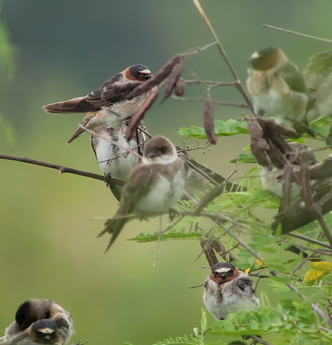 Bank Swallow - ML611626385