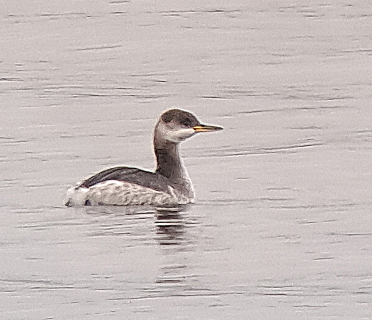 Red-necked Grebe - ML611626738