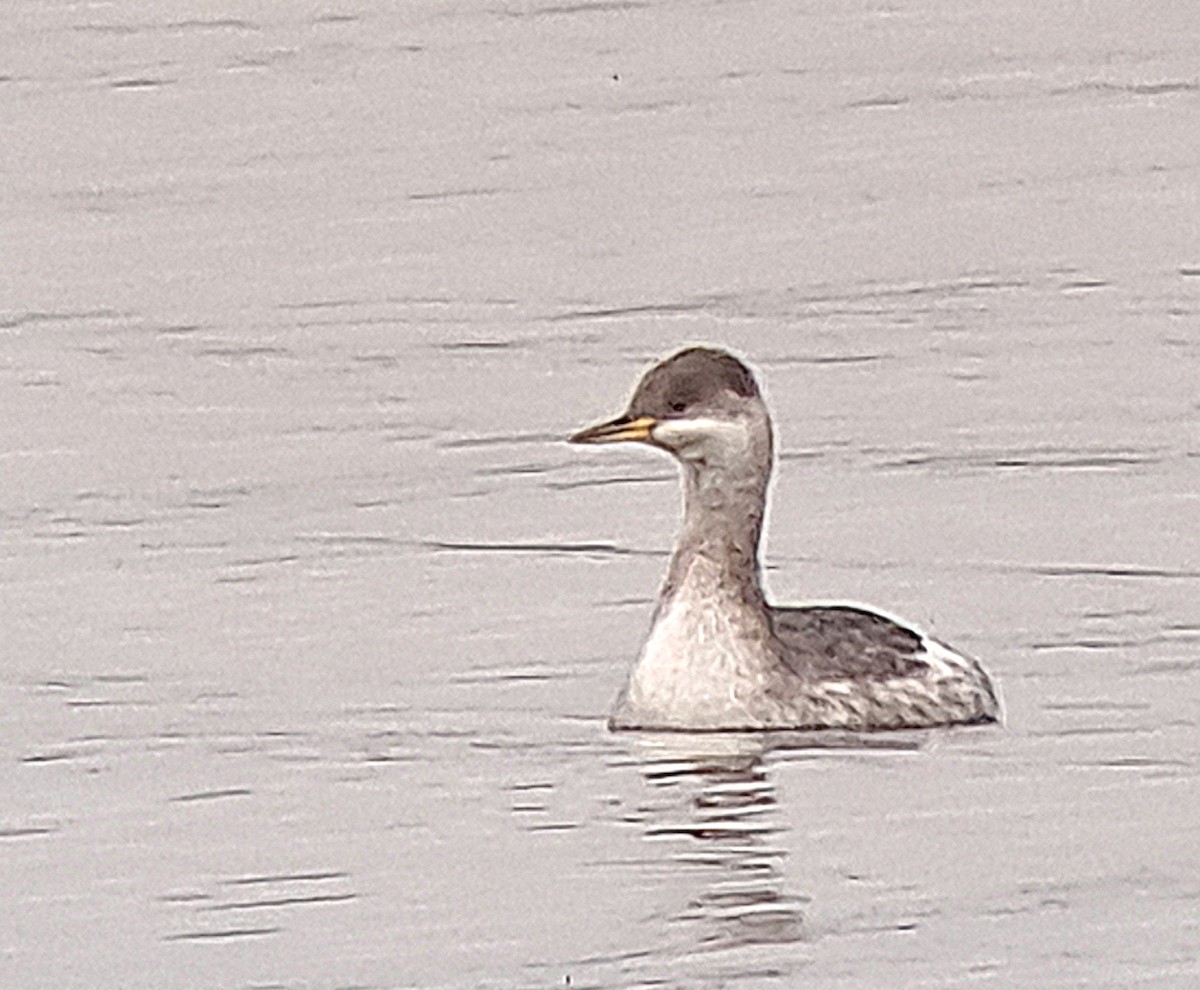 Red-necked Grebe - ML611626739