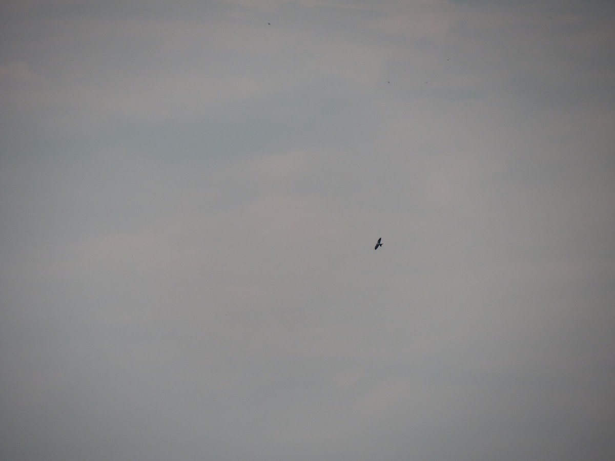 Swallow-tailed Kite - ML611626984