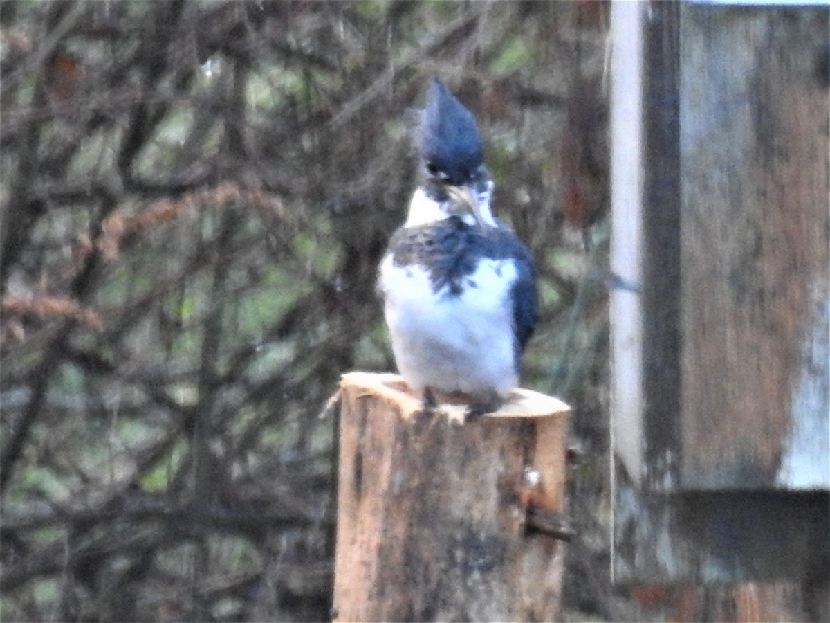 Belted Kingfisher - ML611627120