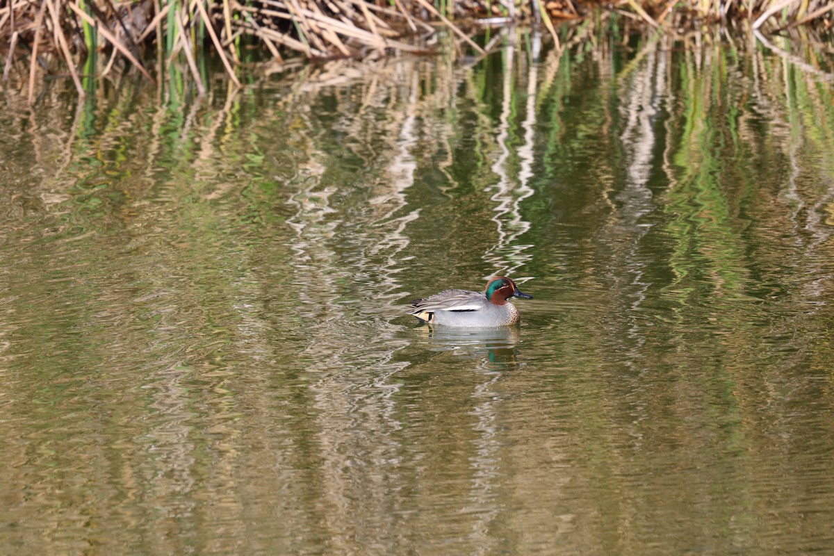 Green-winged Teal - ML611627167