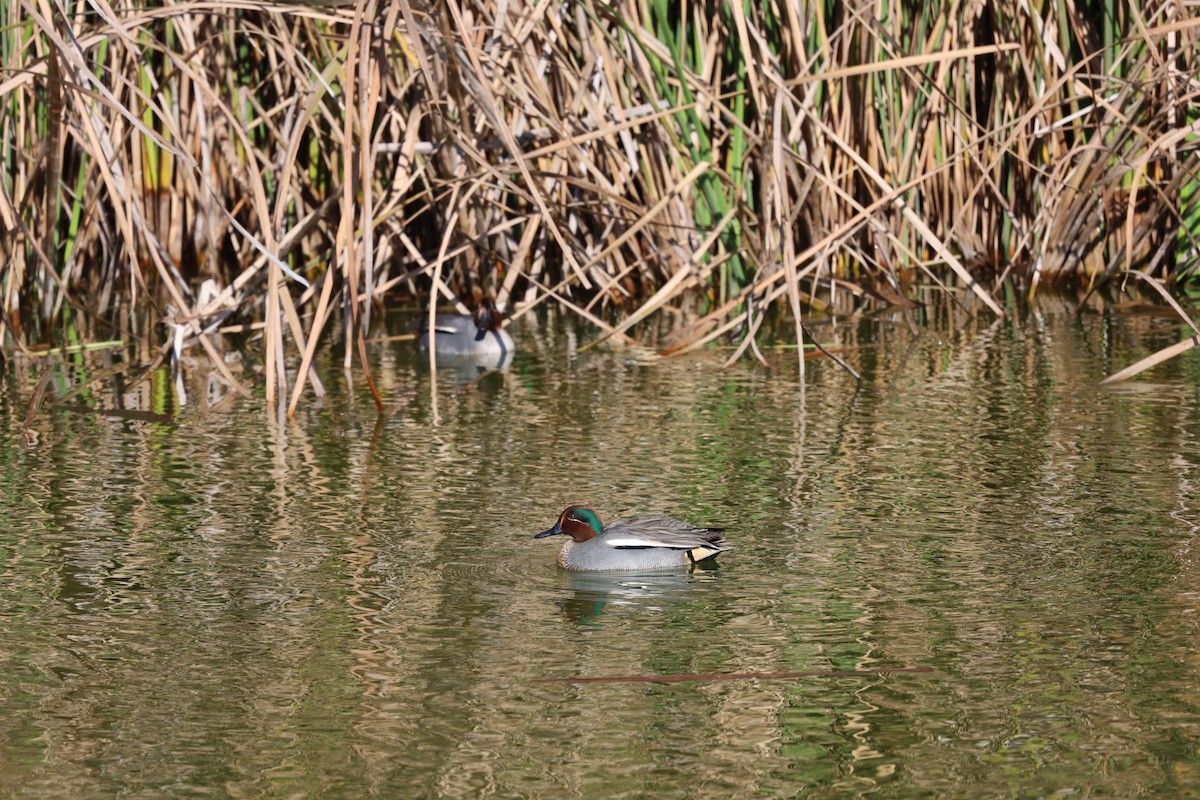 Green-winged Teal - ML611627168