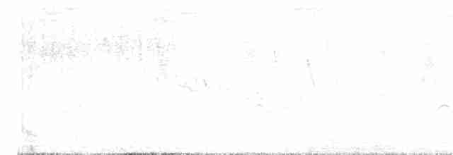 Dreibinden-Olivtyrann - ML611627366