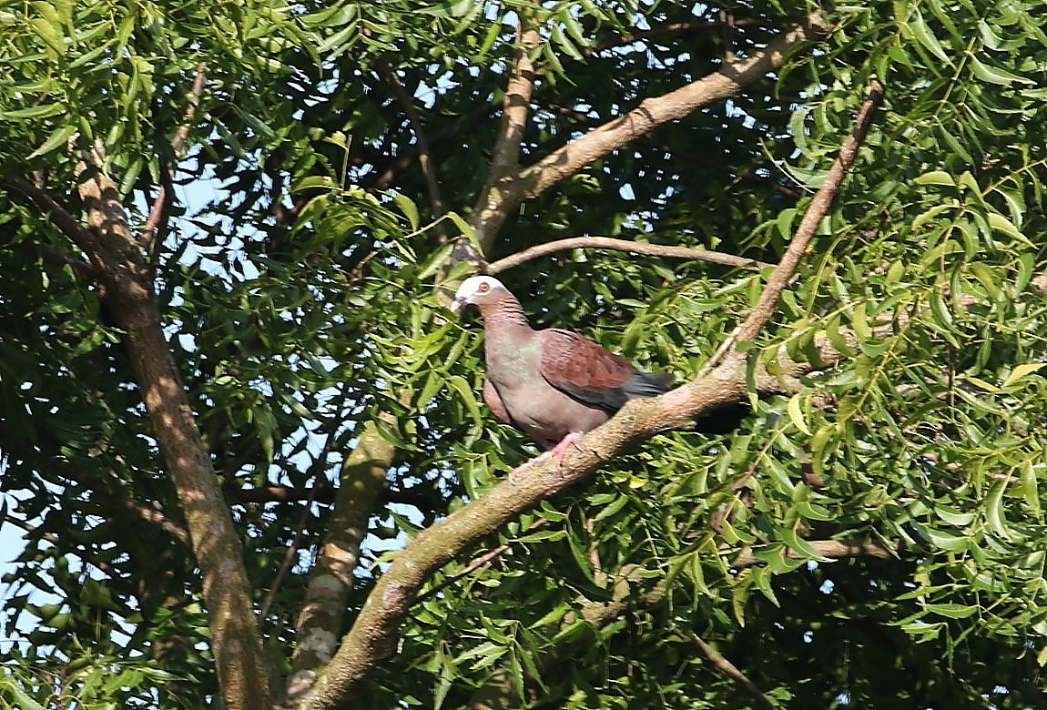 Pale-capped Pigeon - ML611627455