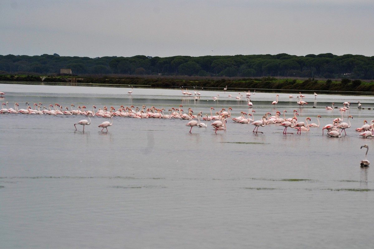 Greater Flamingo - ML611628122
