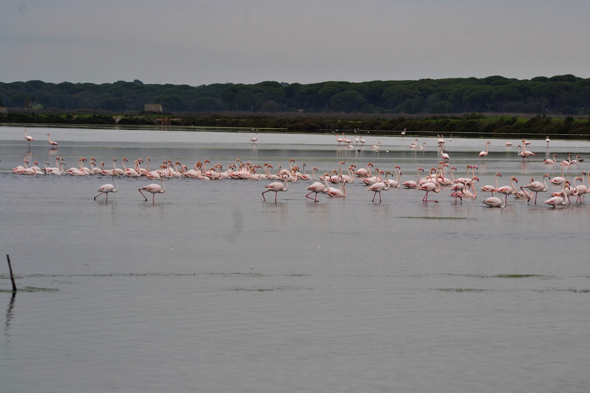 Greater Flamingo - ML611628137