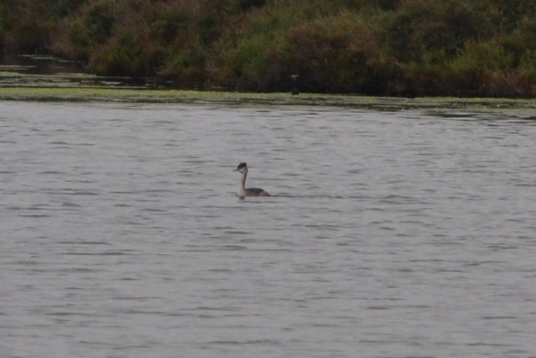 Great Crested Grebe - ML611628168