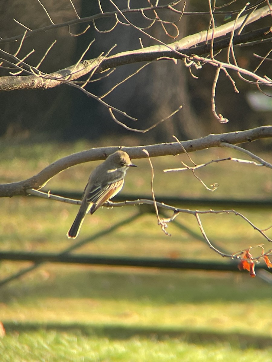 Ebird Checklist Nov Susquehanna Sp Deer Creek Picnic Area