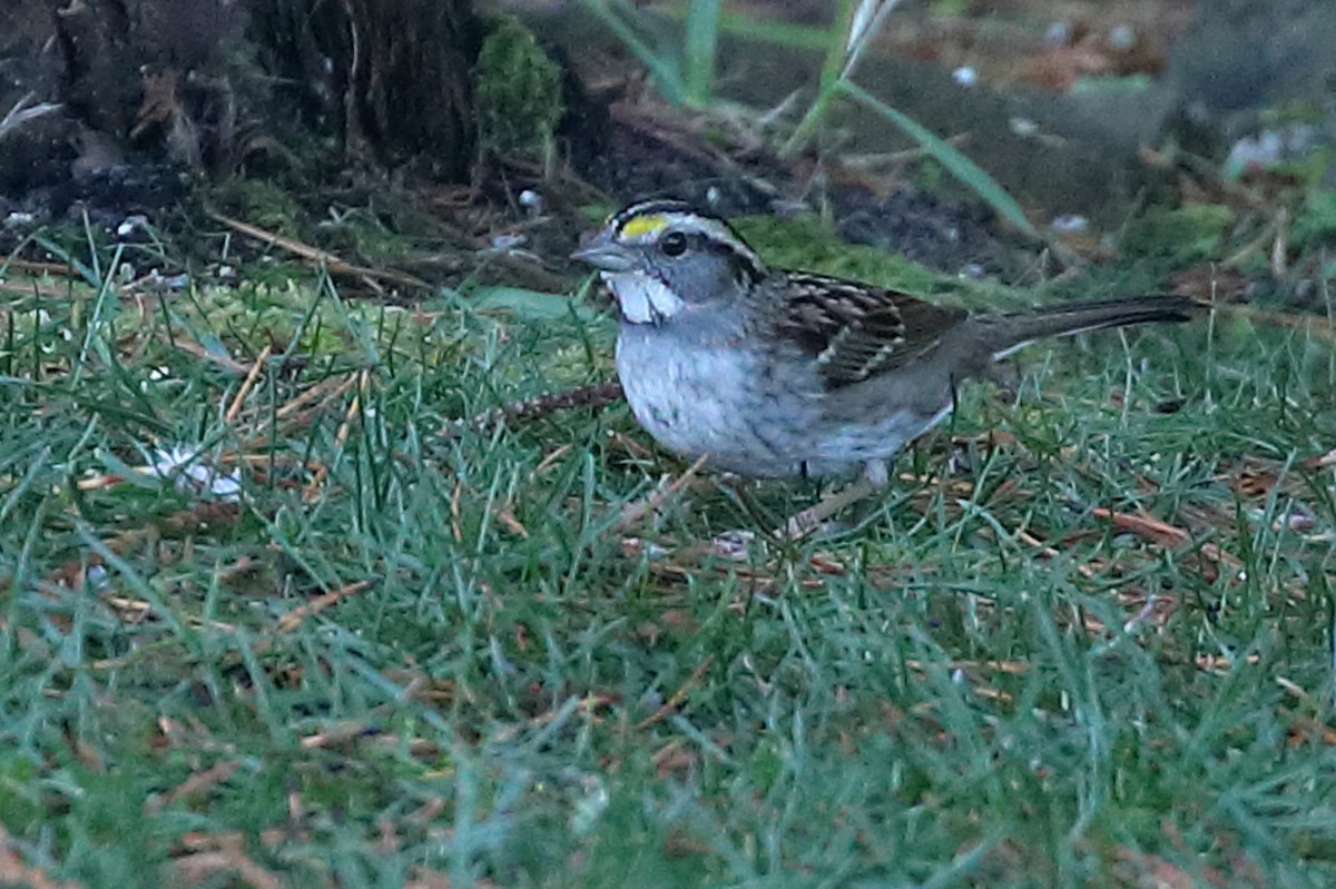 White-throated Sparrow - ML611628271