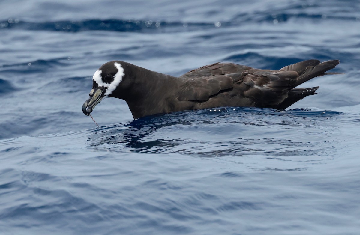 Spectacled Petrel - ML611628675