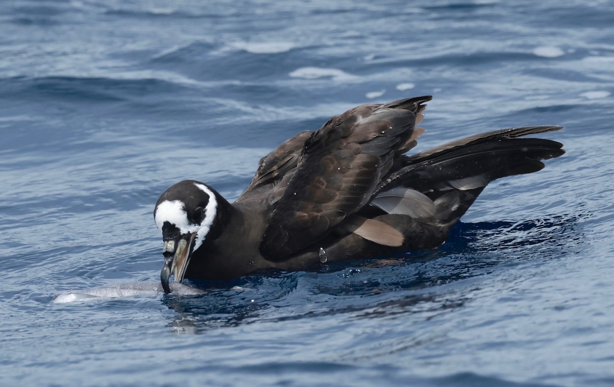 Spectacled Petrel - ML611628676
