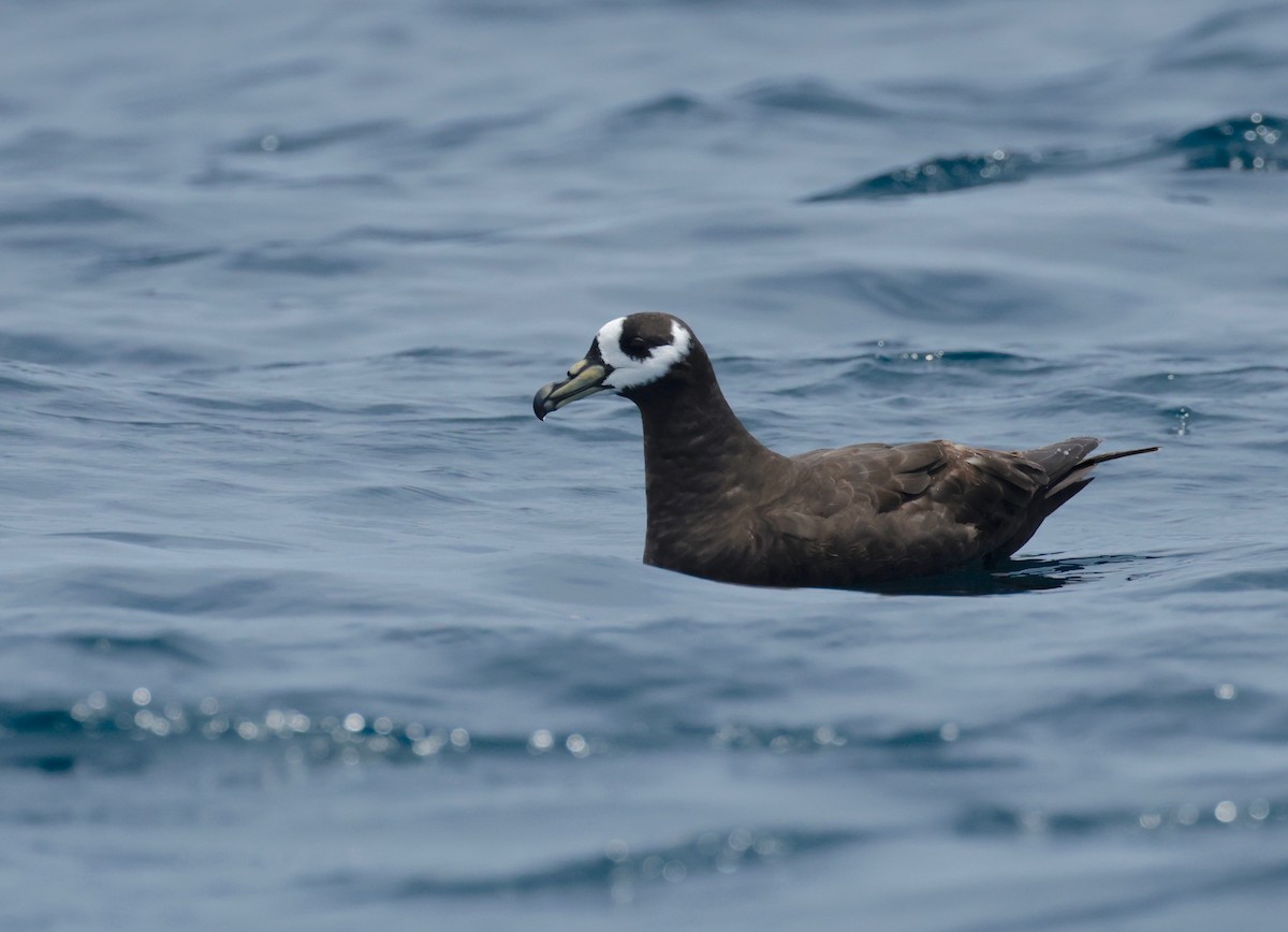 Spectacled Petrel - ML611628677