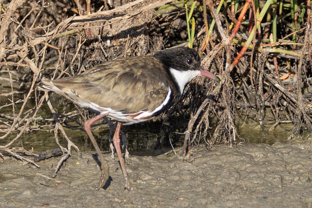 Red-kneed Dotterel - ML611629756