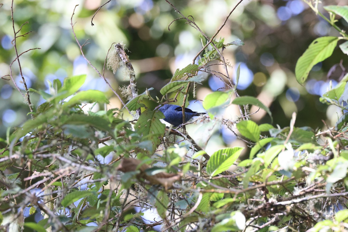 Blue-and-black Tanager (Blue-and-black) - ML611629839