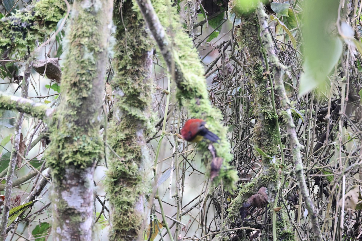 Crimson-mantled Woodpecker (Crimson-mantled) - ML611629928