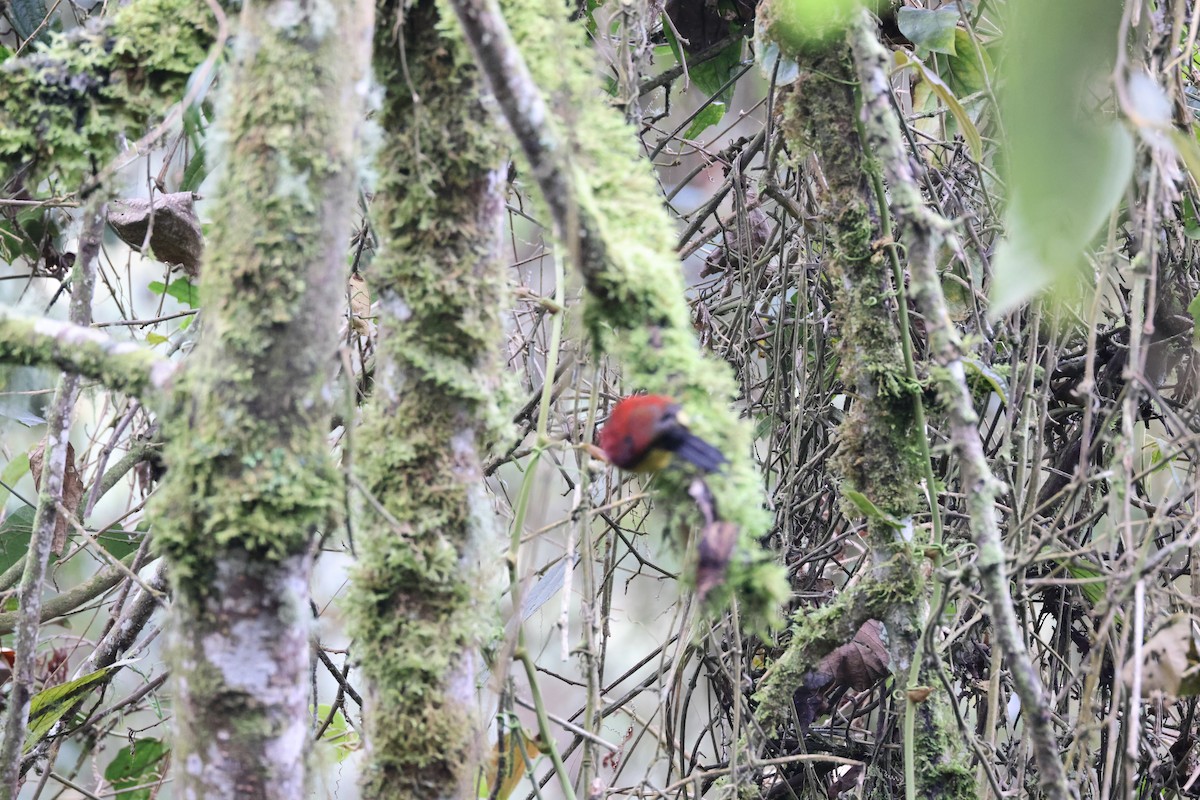 Crimson-mantled Woodpecker (Crimson-mantled) - ML611629929
