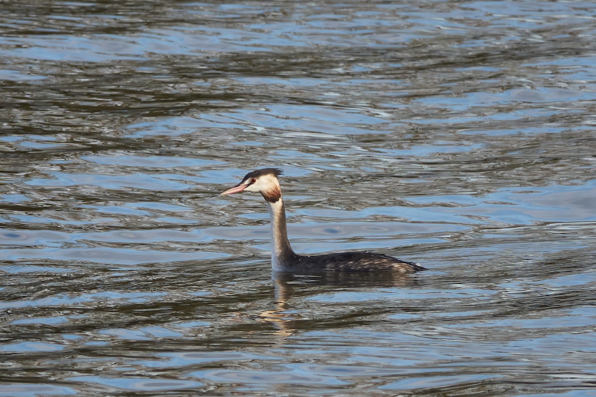 Great Crested Grebe - ML611630151