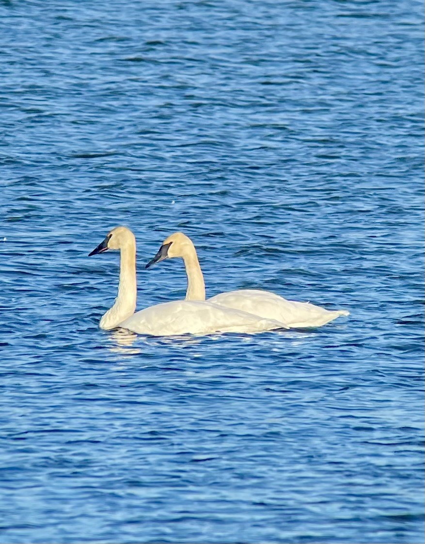Cisne Trompetero - ML611630330