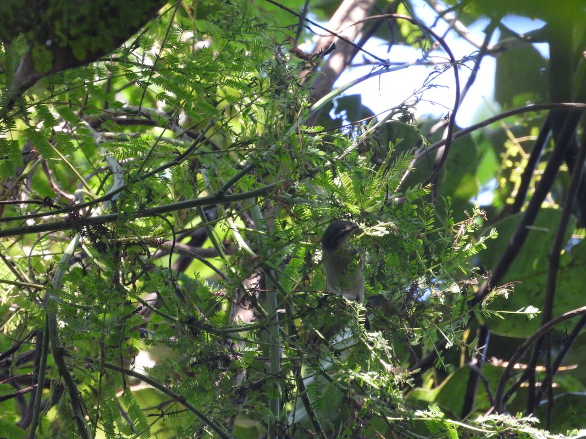 Tytler's Leaf Warbler - ML611630691