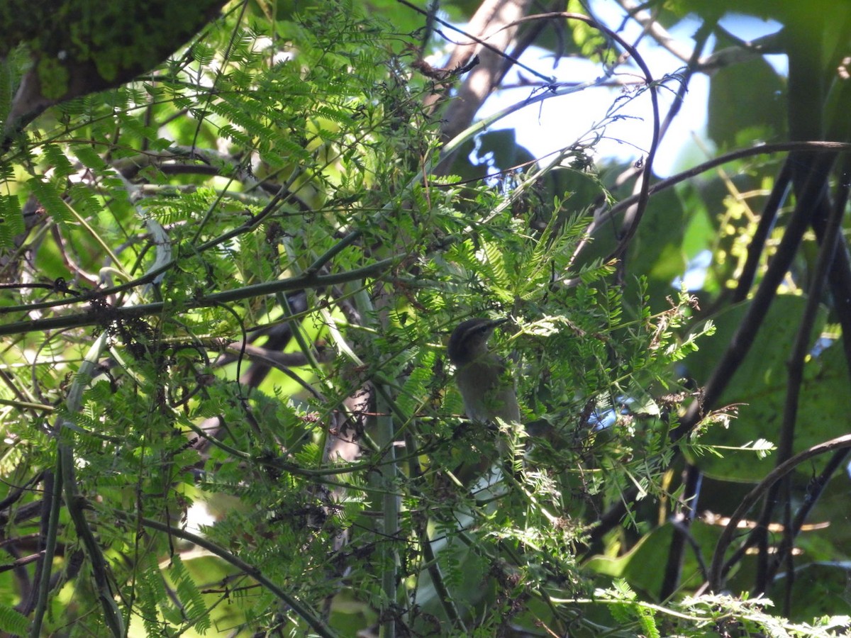 Tytler's Leaf Warbler - ML611630704