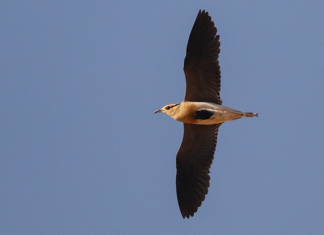 Adult in flight. - Temminck's Courser - 