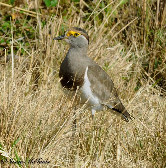 Brown-chested Lapwing - ML611630797
