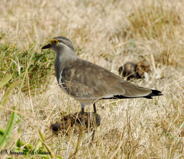 Brown-chested Lapwing - Susan Mac
