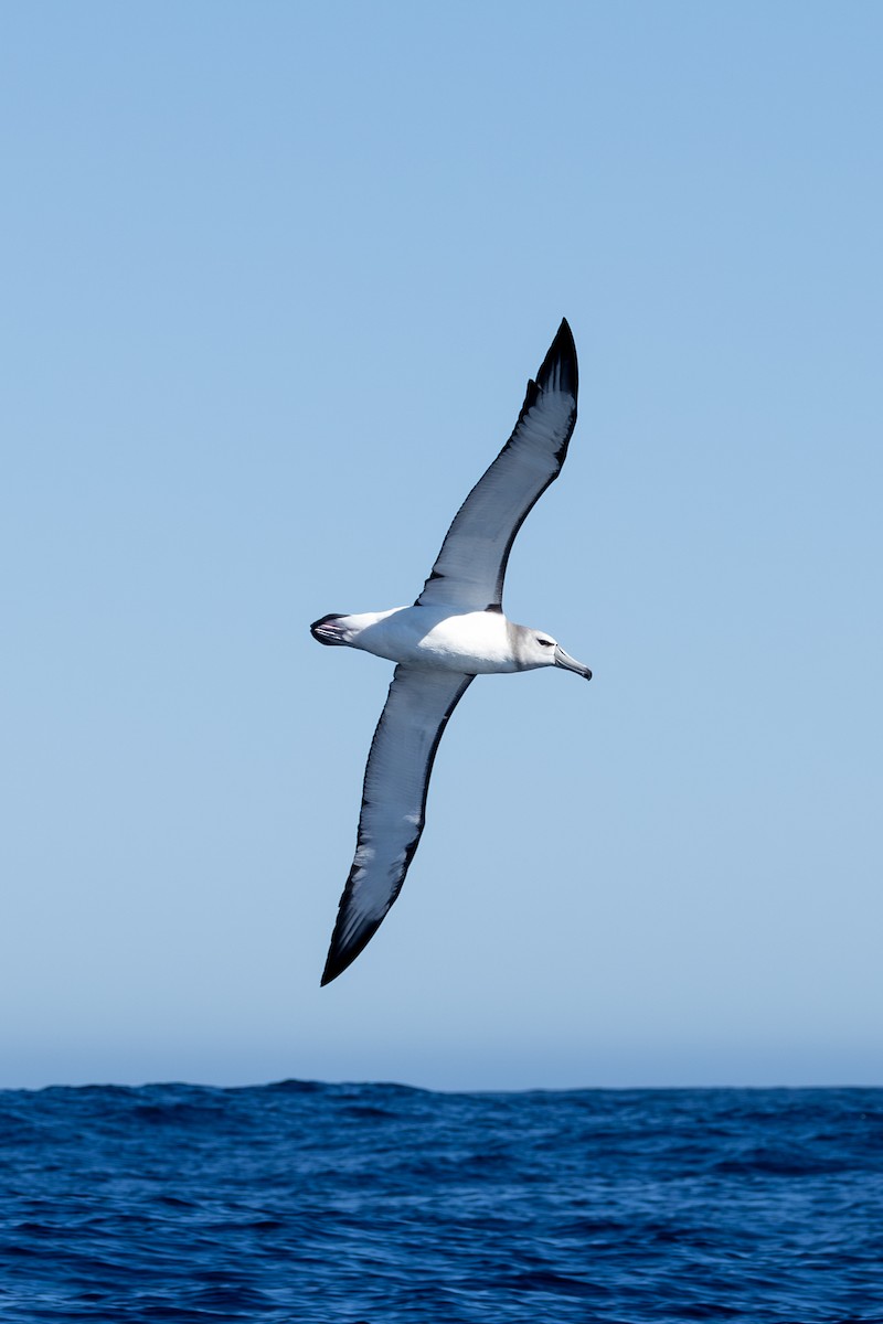 White-capped Albatross - ML611631043