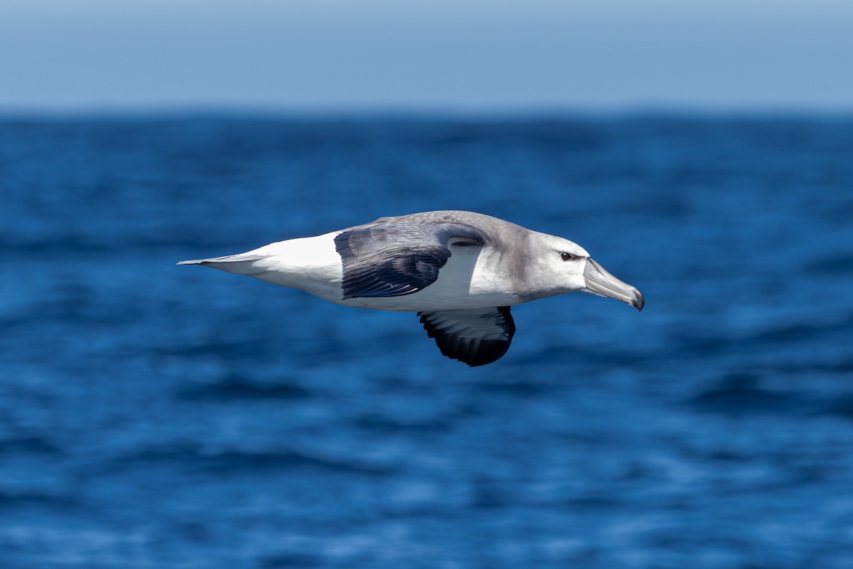 White-capped Albatross - ML611631044