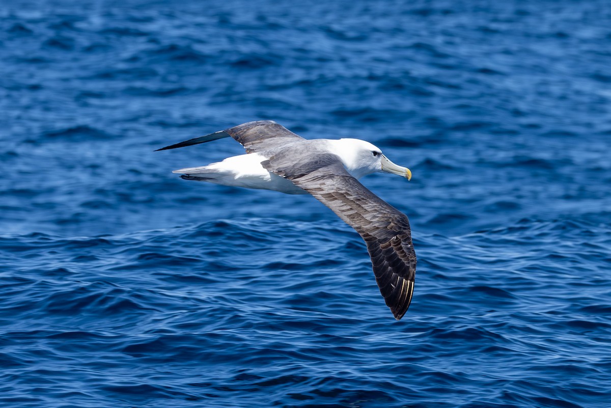 White-capped Albatross - ML611631045