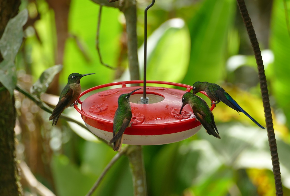kolibřík hnědobřichý - ML611631961