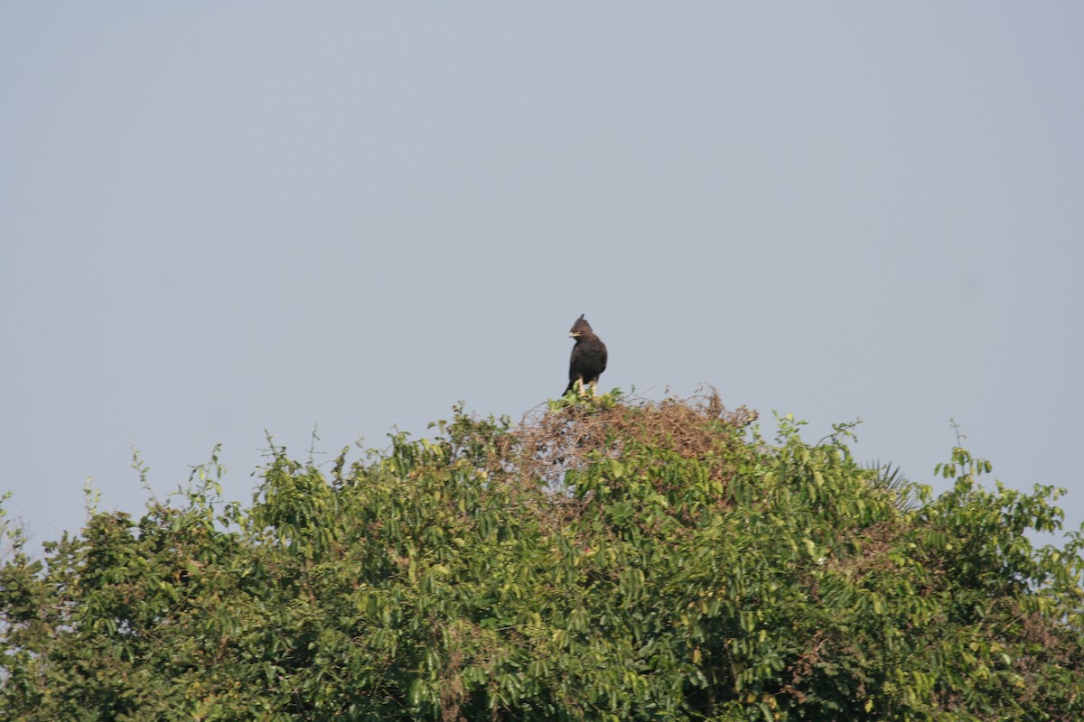 Long-crested Eagle - Guy RUFRAY