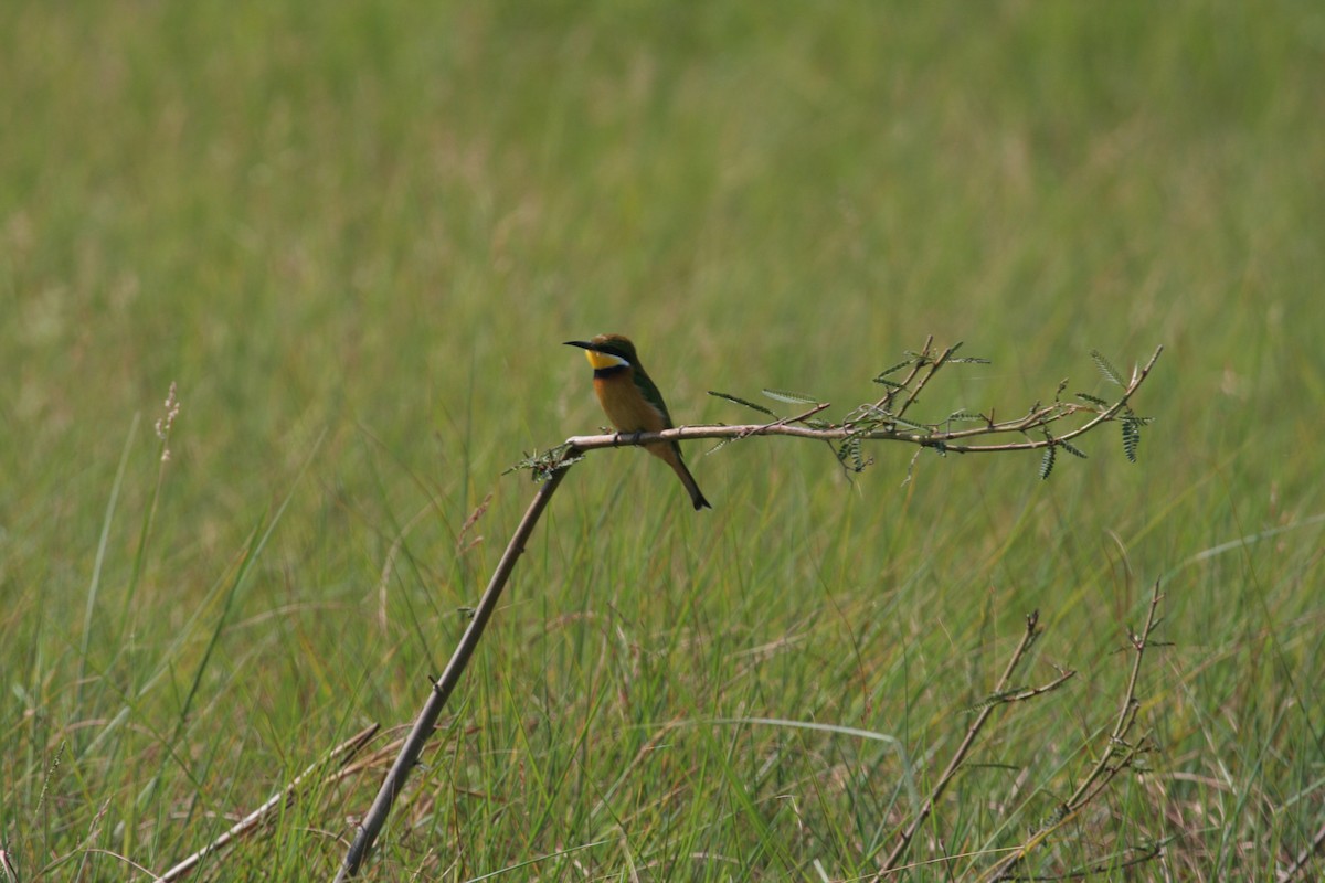 Blue-breasted Bee-eater - Guy RUFRAY